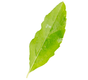 Green Generation sustainability homepage green leaf floating 4